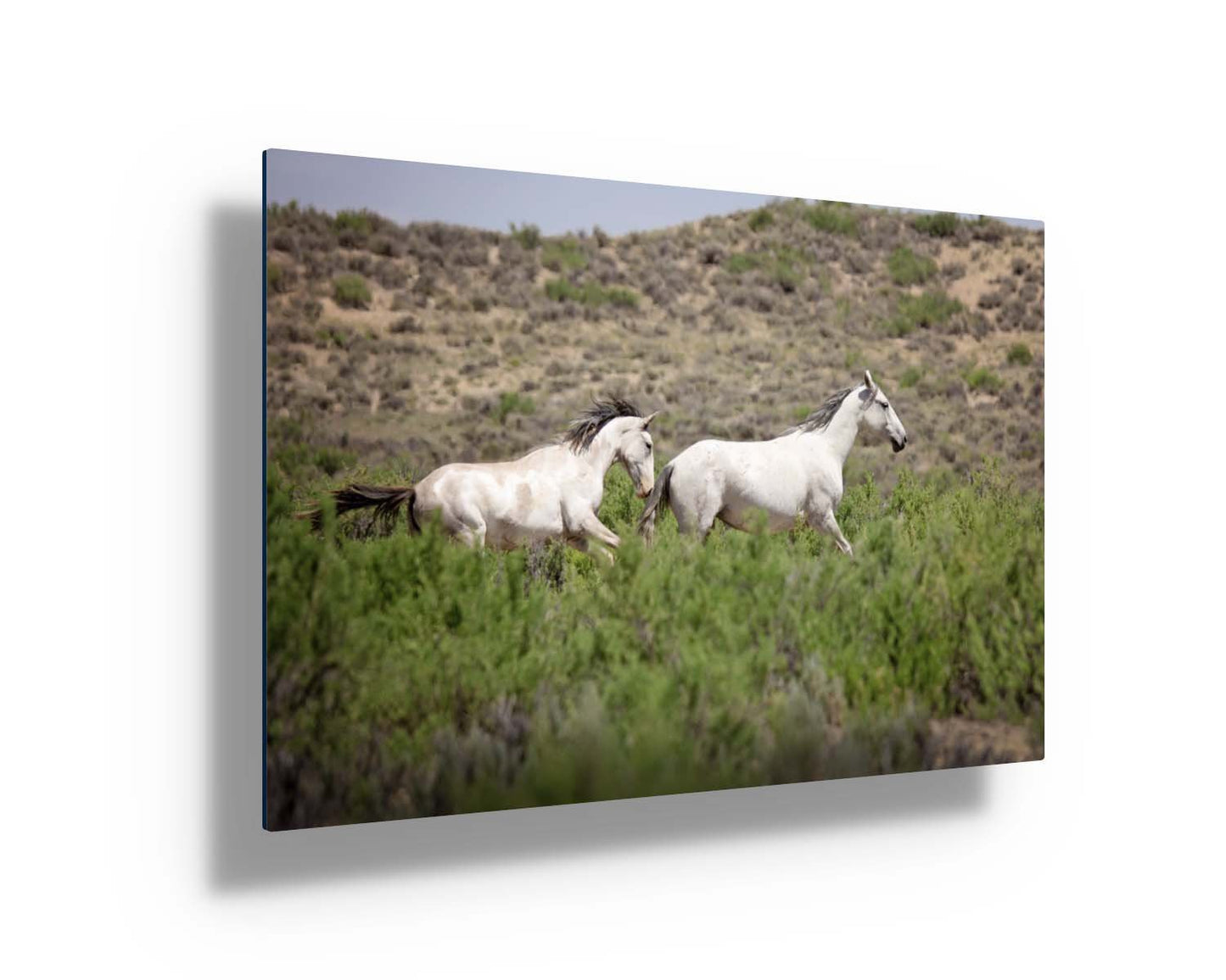 Wild Horses Running Photo Print, Wild Mustangs in Colorado Wall Art, Pinto and Gray Mares, Wildlife Canvas, Cowboy Old West Decor - SandyDobbsFineArtPhotography