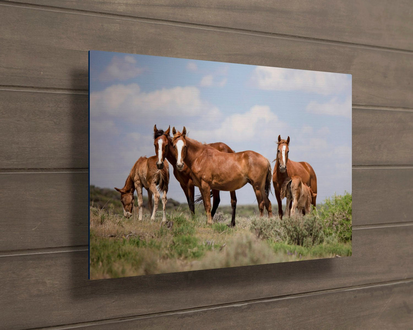 Wild Horses in Colorado Canvas Art, Wild Mustangs Photo Wall Print, Chestnut Mares and Foals, Cowboy Old West Decor for Home or Office - SandyDobbsFineArtPhotography