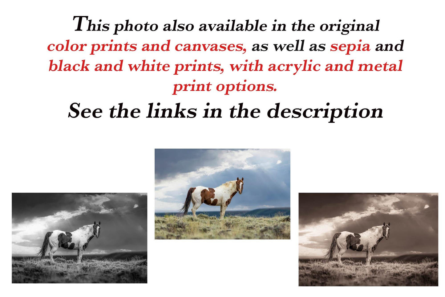 Wild Pinto Stallion Photo, Wyoming Mustang Horses Wall Art Print, Rocky Mountain Large Wildlife Canvas, Cowboy Old West Decor for Home - SandyDobbsFineArtPhotography