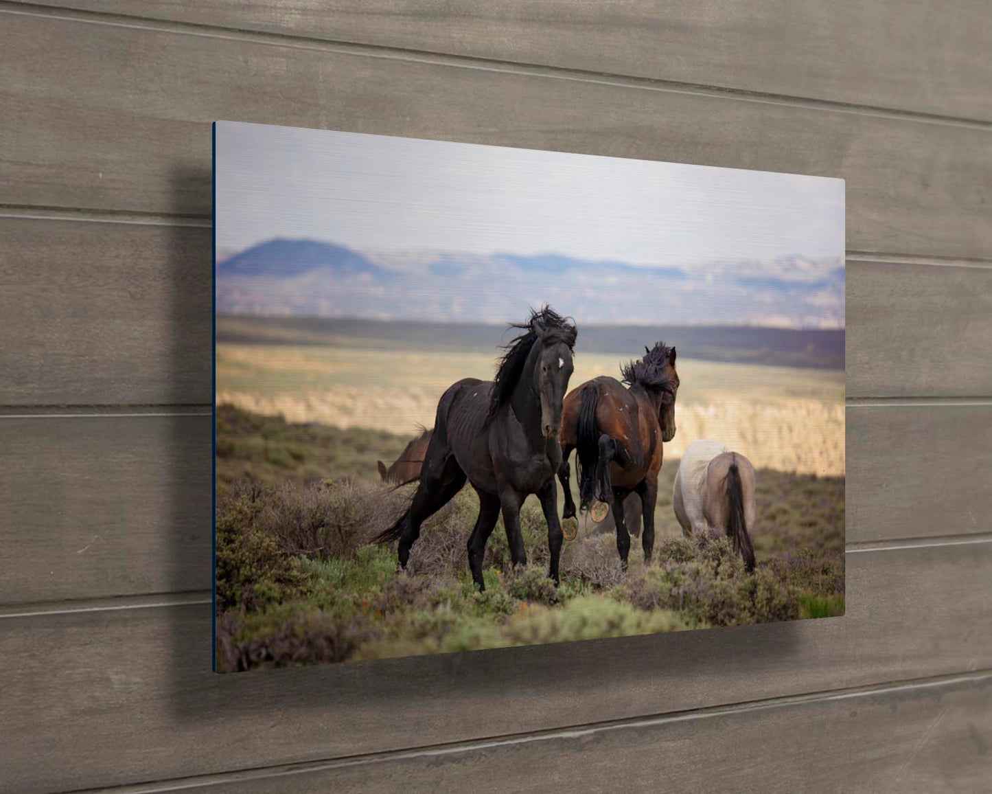 Wild Mustang Stallions Fighting Photo, Wild Horses in Colorado Wall Art Print, Wildlife Canvas, Cowboy Old West Style, Home or Office Decor