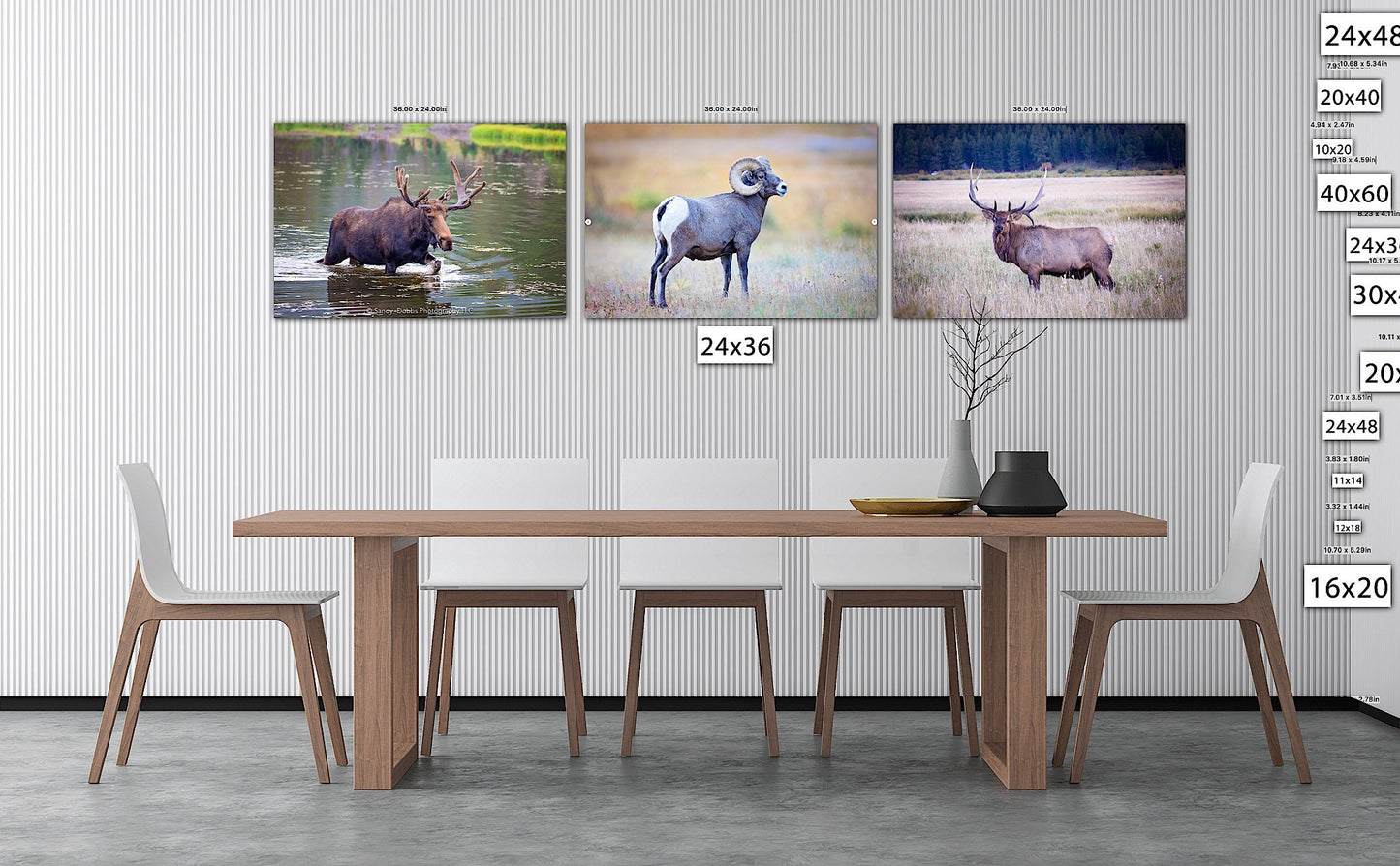Rocky Mountain National Park Wildlife Photo Collection, Set of 3 Prints, Bull Elk Big Horn Ram Moose, Wildlife Wall Canvas, Colorado Art - SandyDobbsFineArtPhotography