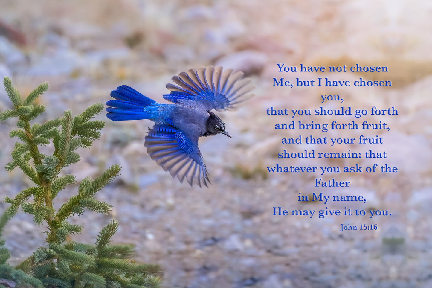John 15:16 Christian Inspirational Wall Art, Stellar's Jay Print Scripture Canvas, Rocky Mountain Wild Birds, Bible Verse, I Have Chosen You