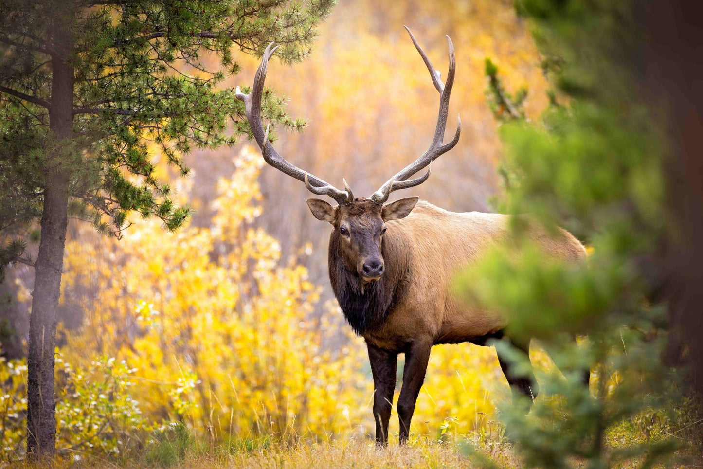 Bull Elk in Autumn Aspens, Wildlife Wall Canvas, Rocky Mountain National Park, Colorado Photography Art Print, Original Made in the USA - SandyDobbsFineArtPhotography
