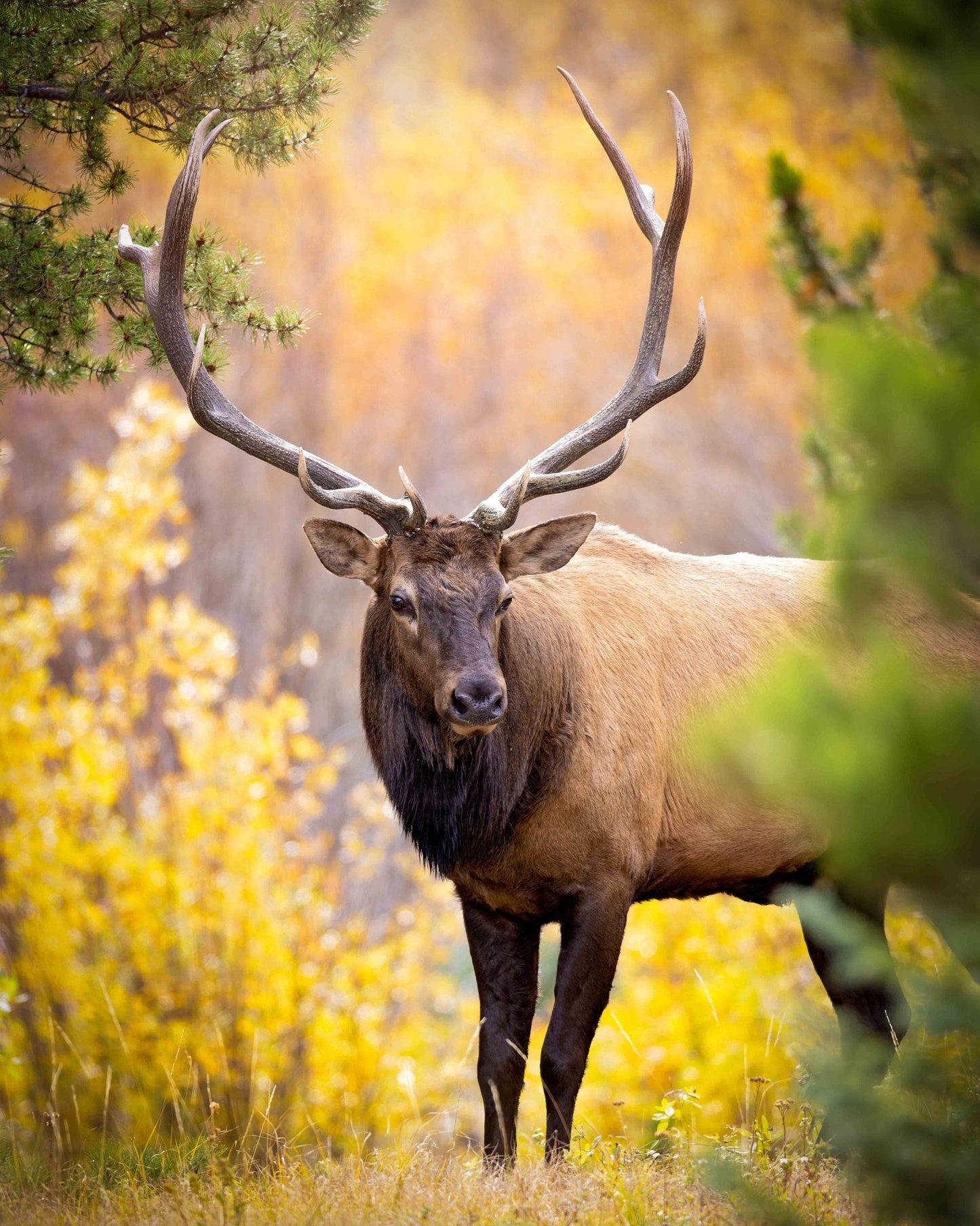 Bull Elk in Autumn Aspens, Wildlife Wall Canvas, Rocky Mountain National Park, Colorado Photography Art Print, Original Made in the USA - SandyDobbsFineArtPhotography