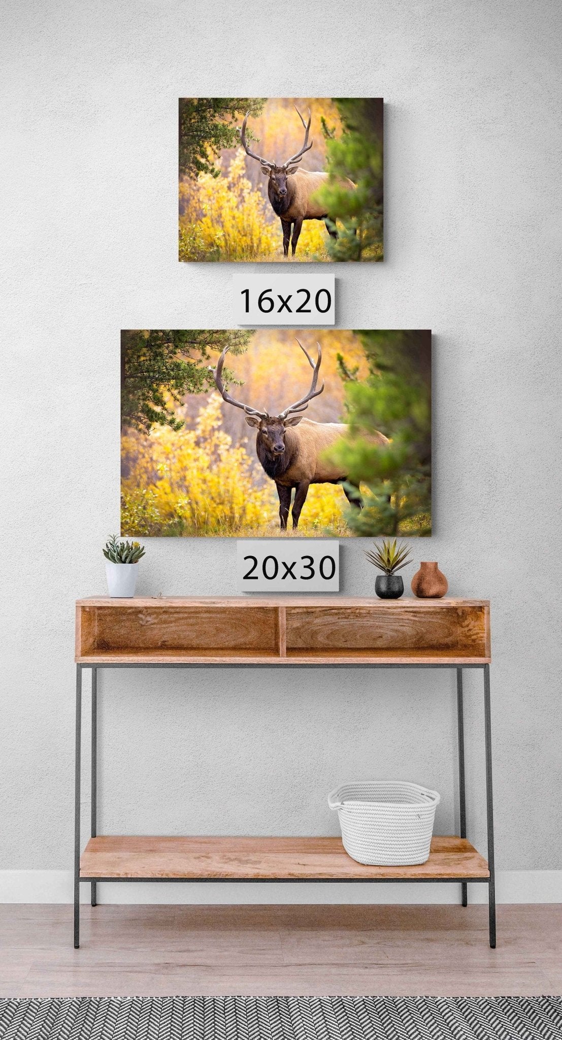 Bull Elk in Autumn Aspens, Wildlife Wall Canvas, Rocky Mountain National Park, Colorado Photography Art Print, Original Made in the USA - SandyDobbsFineArtPhotography