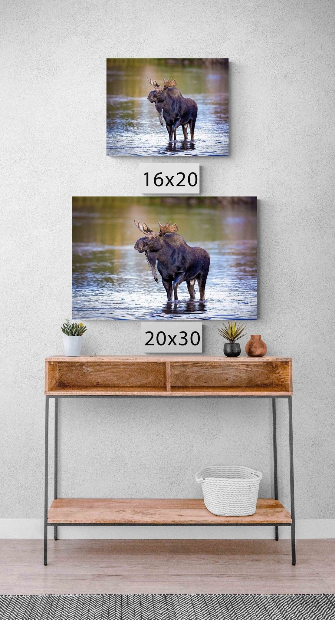 Bull Moose Photo, Rocky Mountain National Park Wildlife, Colorado Canvas Wall Art Print, Fine Art Nature, Original Animal Photography - SandyDobbsFineArtPhotography