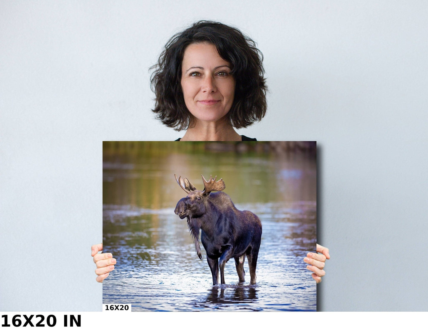 Bull Moose Photo, Rocky Mountain National Park Wildlife, Colorado Canvas Wall Art Print, Fine Art Nature, Original Animal Photography - SandyDobbsFineArtPhotography