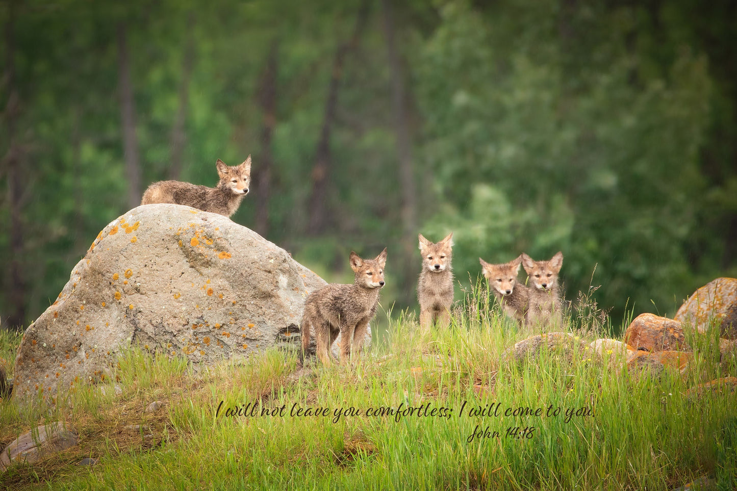 John 14:18 Bible Verse Photo, Coyote Pups Scripture Canvas, Christian Inspirational Canvas Wall Art, God Will Not Leave Us, Wildlife Print