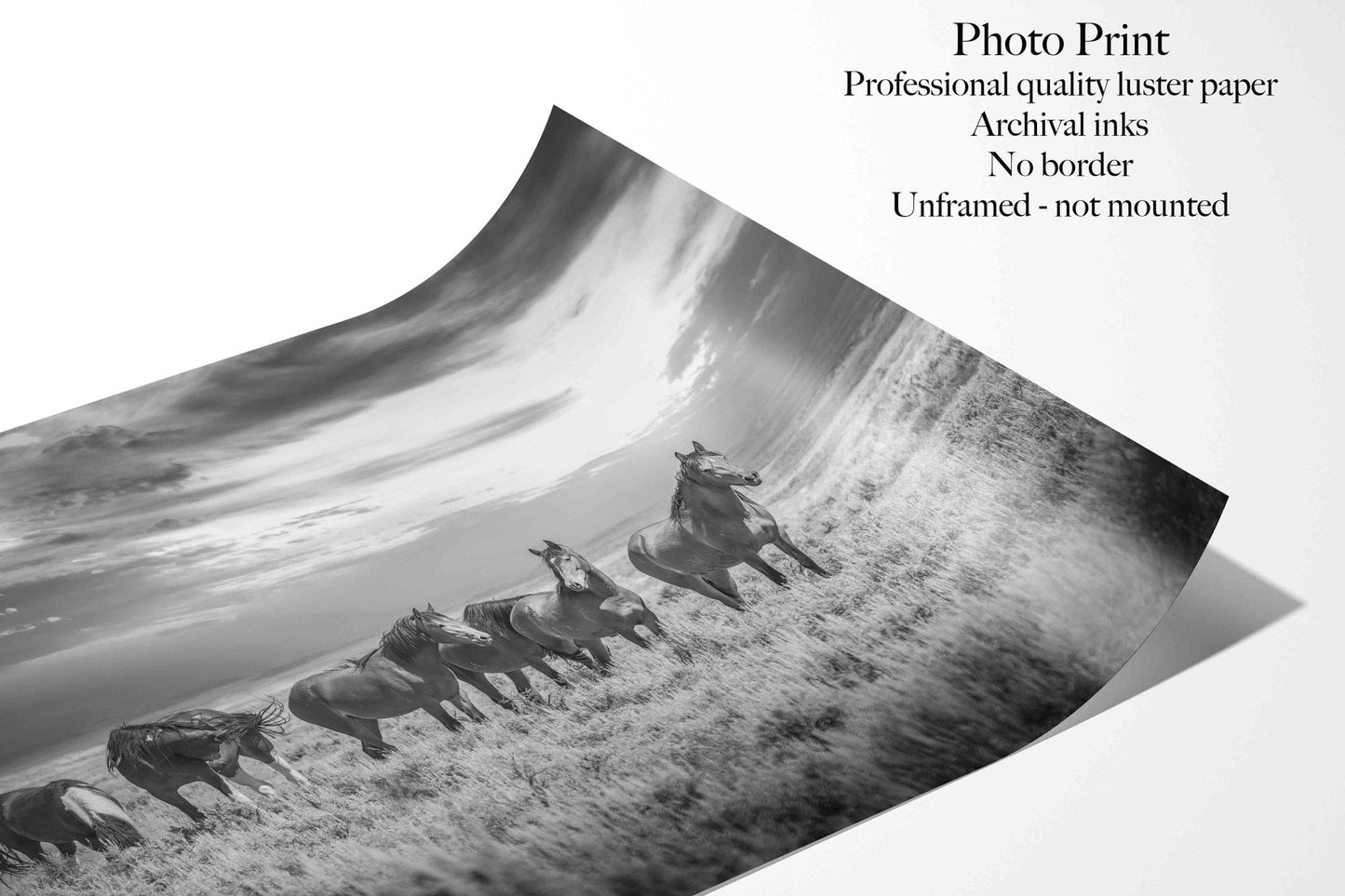 Black and White Colorado Wild Horses Wall Art Print, Mustang Sepia Photo Canvas, Horse Lover Gift, Cowboy Old West Decor for Home or Office - SandyDobbsFineArtPhotography