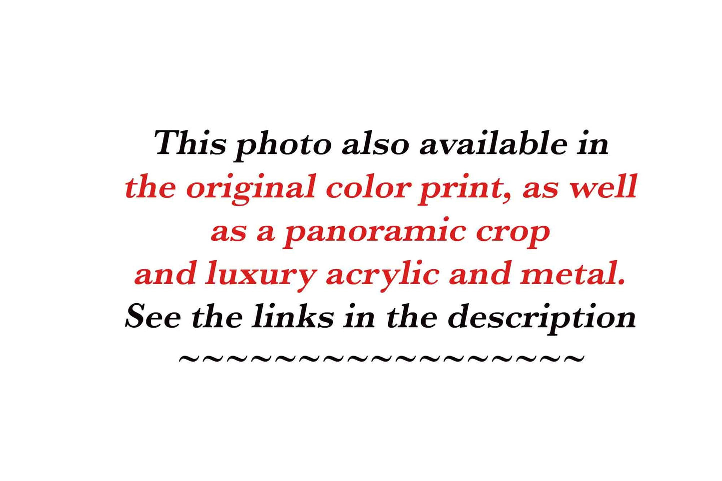 Black and White Colorado Wild Horses Wall Art Print, Mustang Sepia Photo Canvas, Horse Lover Gift, Cowboy Old West Decor for Home or Office - SandyDobbsFineArtPhotography