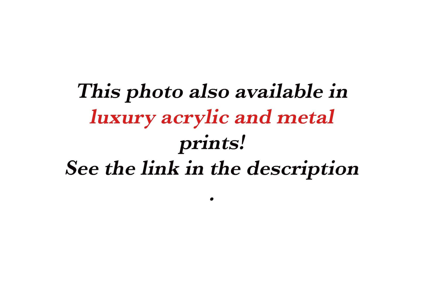 Wild Mustang Black Stallion Photo, Wild Horses in Colorado Wall Art Print, Wildlife Canvas, Cowboy Old West Decor for Home or Office - SandyDobbsFineArtPhotography