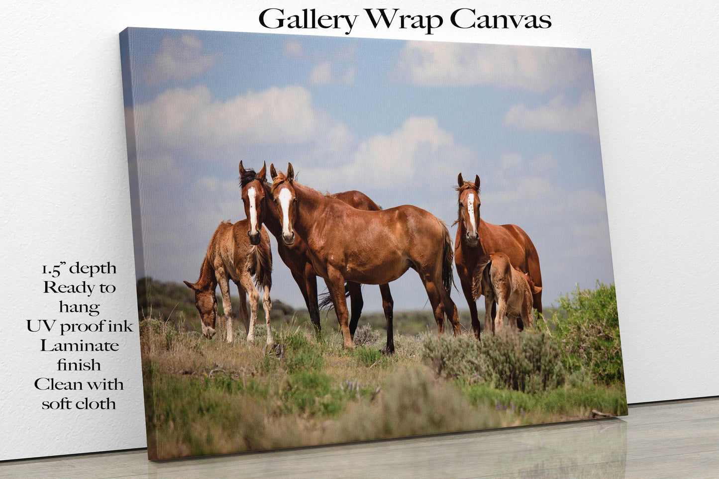 Wild Horses in Colorado Canvas Art, Wild Mustangs Photo Wall Print, Chestnut Mares and Foals, Cowboy Old West Decor for Home or Office