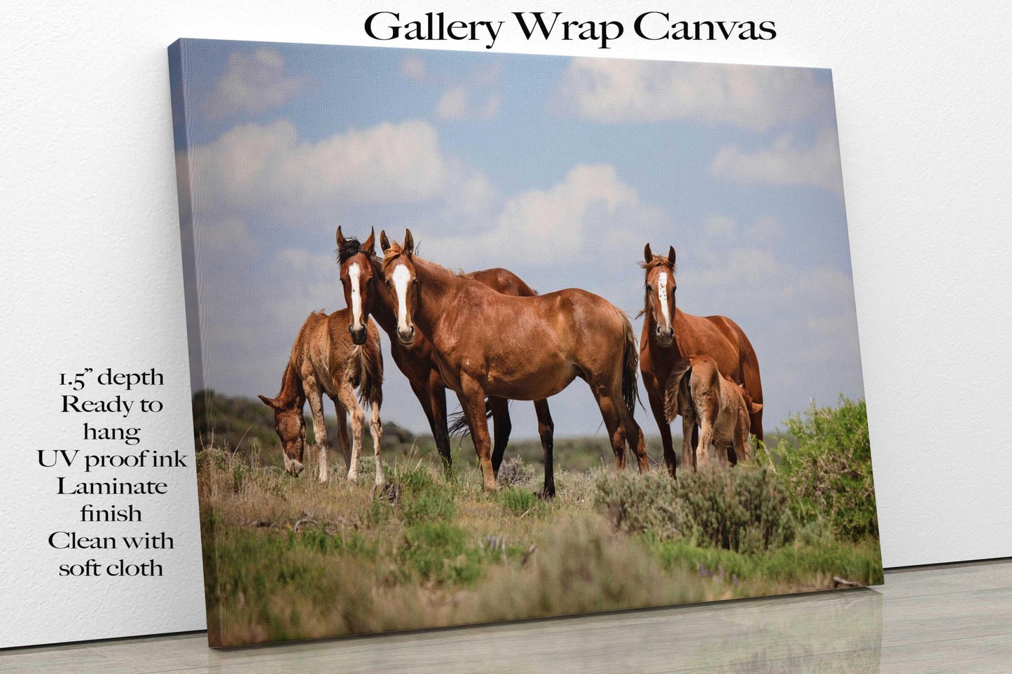 Wild Horses in Colorado Canvas Art, Wild Mustangs Photo Wall Print, Chestnut Mares and Foals, Cowboy Old West Decor for Home or Office - SandyDobbsFineArtPhotography