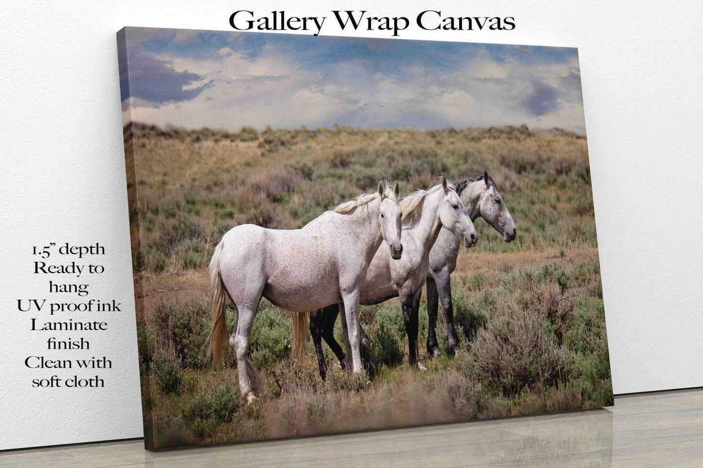 Wild Gray Mustangs in Colorado Photo, Wild Horses Photography, Wildlife Canvas, Wall Art Print, Cowboy Old West Decor for Home or Office - SandyDobbsFineArtPhotography