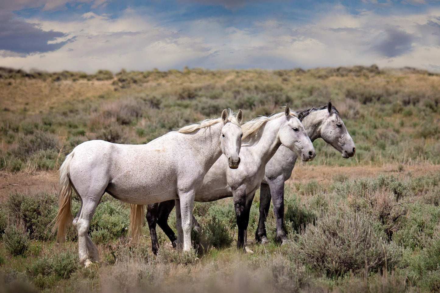 Wild Gray Mustangs in Colorado Photo, Wild Horses Photography, Wildlife Canvas, Wall Art Print, Cowboy Old West Decor for Home or Office - SandyDobbsFineArtPhotography