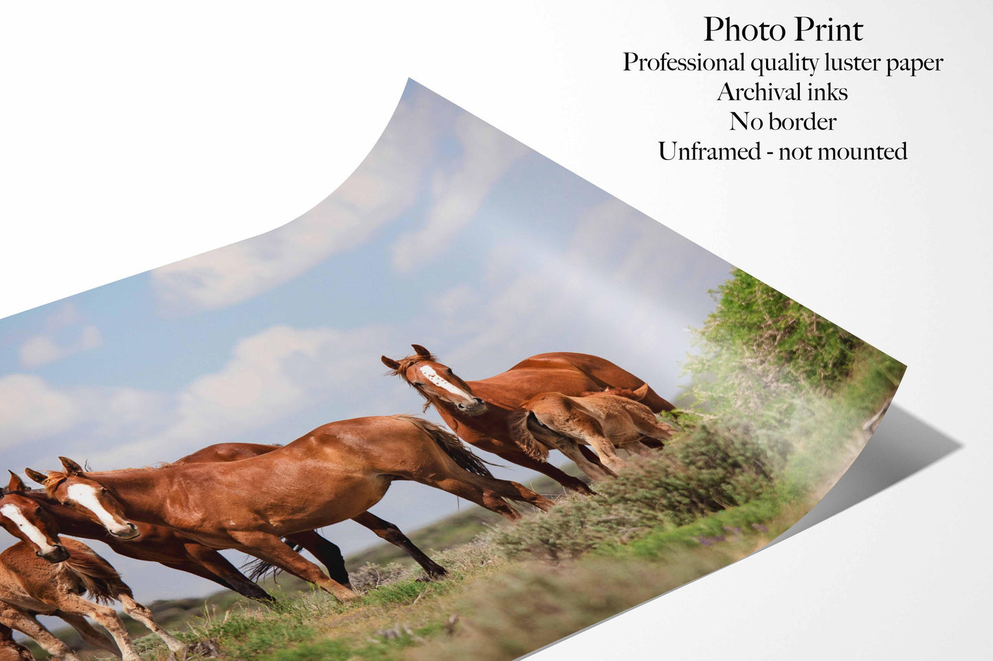 Wild Horses in Colorado Canvas Art, Wild Mustangs Photo Wall Print, Chestnut Mares and Foals, Cowboy Old West Decor for Home or Office