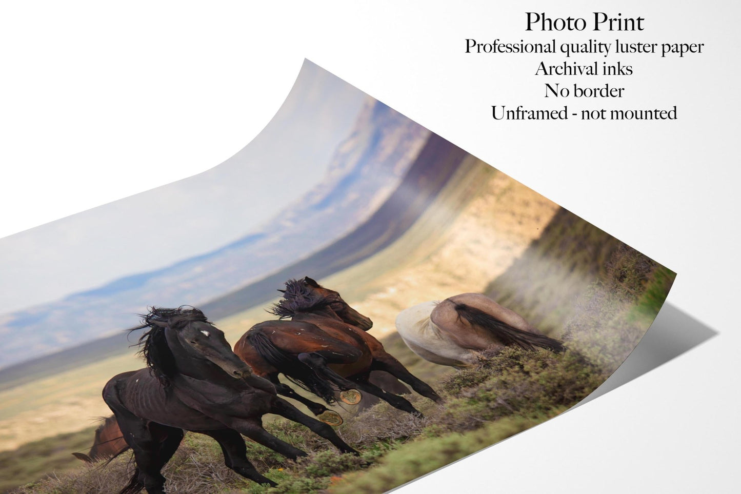 Wild Mustang Stallions Fighting Photo, Wild Horses in Colorado Wall Art Print, Wildlife Canvas, Cowboy Old West Style, Home or Office Decor - SandyDobbsFineArtPhotography