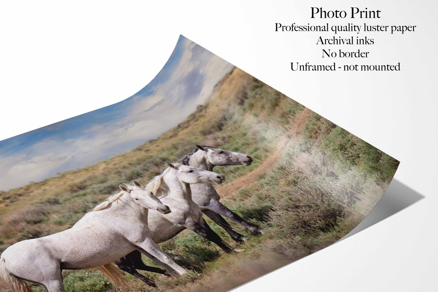 Wild Gray Mustangs in Colorado Photo, Wild Horses Photography, Wildlife Canvas, Wall Art Print, Cowboy Old West Decor for Home or Office - SandyDobbsFineArtPhotography