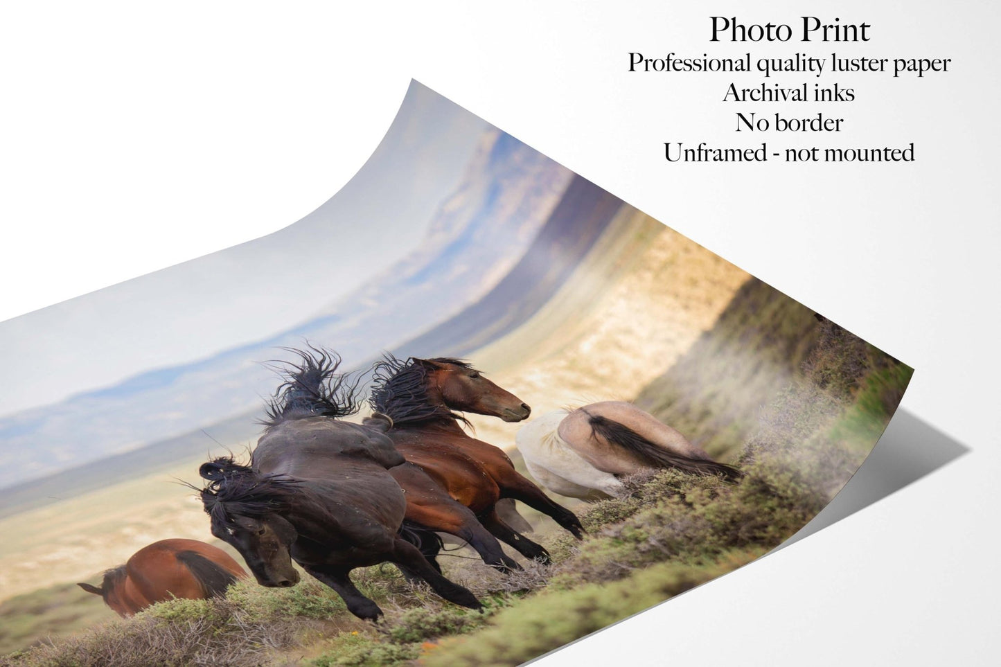 Black Stallion Fighting Photo Print, Wild Horses Mustang in Colorado Wall Art, Wildlife Canvas, Cowboy Old West Style, Rustic Decor - SandyDobbsFineArtPhotography