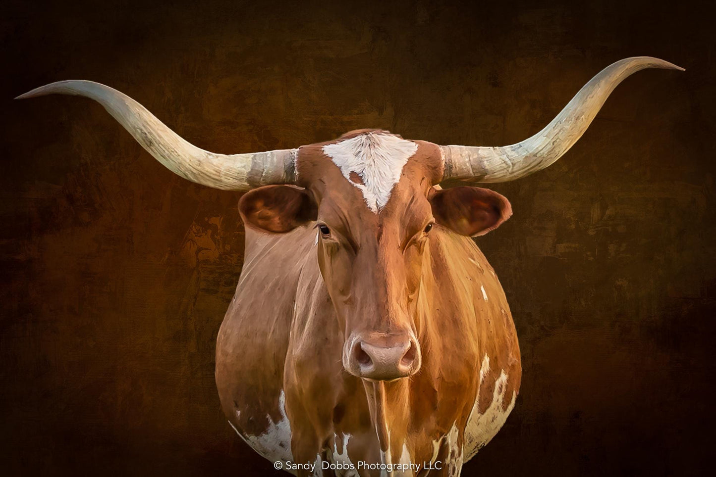 Texas Longhorn Cow Wall Art, Western Rustic Decor, Canvas Print for Home or Office, Farm and Ranch - SandyDobbsFineArtPhotography