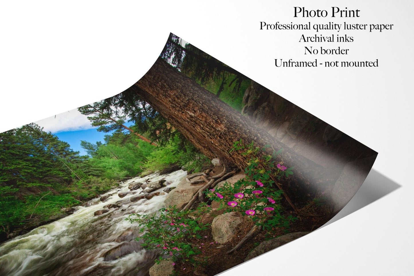 Rocky Mountain National Park Mountain Stream Print, Tuxedo Creek Wild Roses, Forest Scene Print, Colorado Landscape Photography Wall Art - SandyDobbsFineArtPhotography
