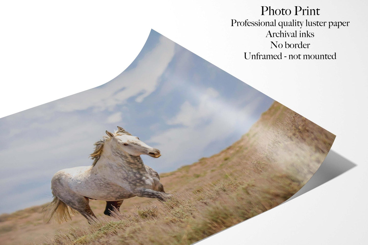 Panoramic Wild Horses Running Photo Canvas Print, Colorado Cowboy Old West Home or Office Decor, Mustangs Mares and Foals, Mountain Scenery - SandyDobbsFineArtPhotography
