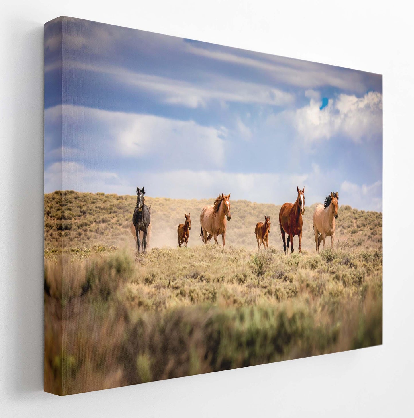 Panoramic Wild Horses Running Photo Canvas Print, Colorado Cowboy Old West Home or Office Decor, Mustangs Mares and Foals, Mountain Scenery - SandyDobbsFineArtPhotography