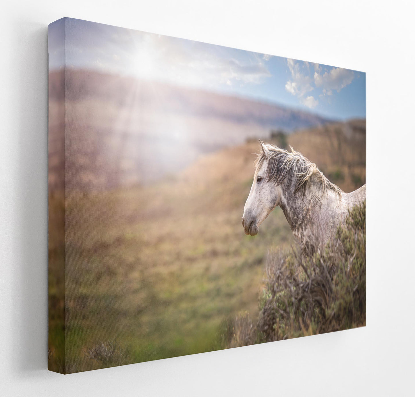 Wild Horse Photo Canvas Print, Gray Mustang Stallion Picture, Colorado Cowboy Old West Home Decor, Mountain Desert Scenery - SandyDobbsFineArtPhotography