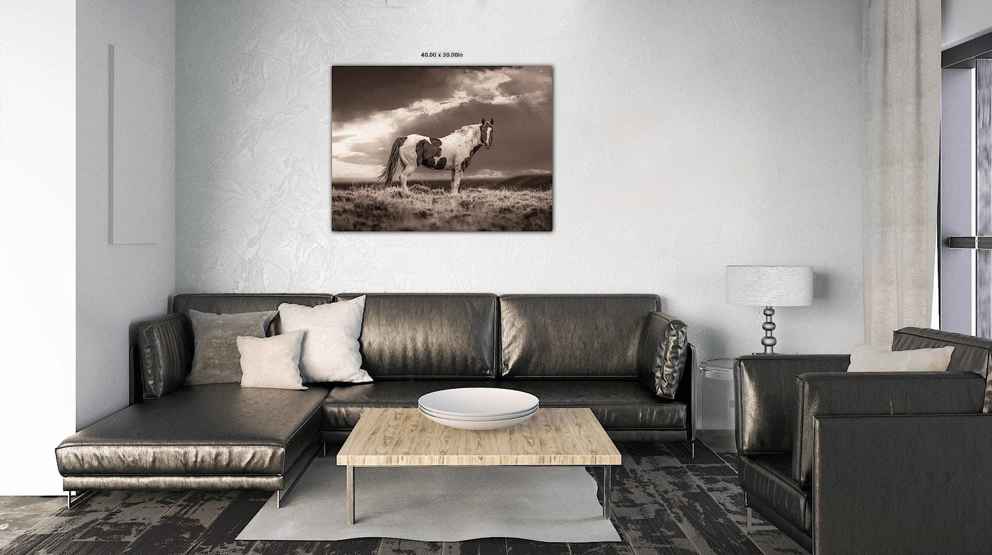 Wild Pinto Stallion Sepia Photo, Wyoming Mustang Horses Wall Art Print, Rocky Mountain Large Wildlife Canvas, Cowboy Old West Decor for Home - SandyDobbsFineArtPhotography