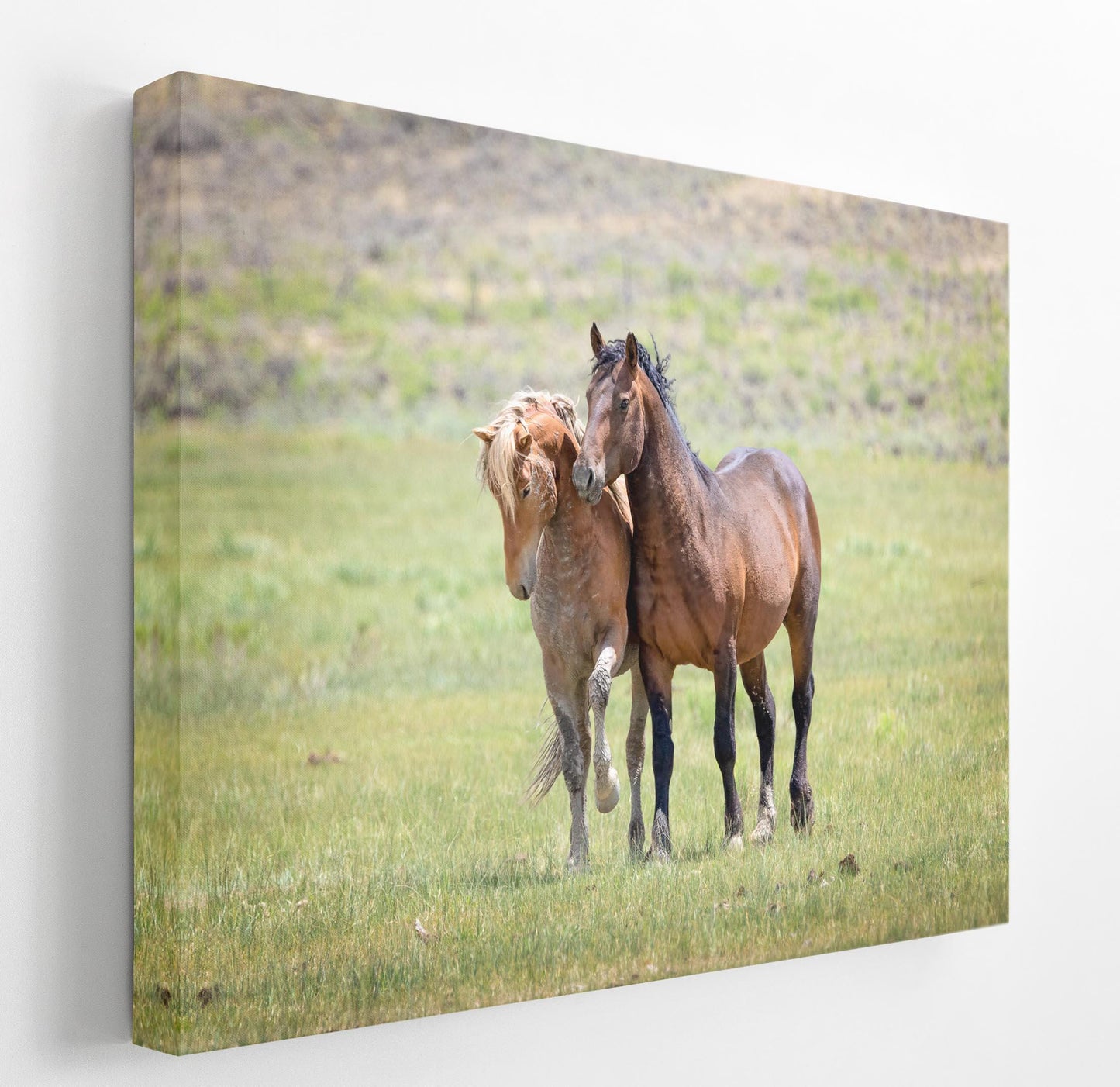 Wild Stallions Photo Canvas, Wyoming Mustang Horses Wall Art Print, Rocky Mountain Large Wildlife Canvas, Cowboy Old West Decor for Home - SandyDobbsFineArtPhotography