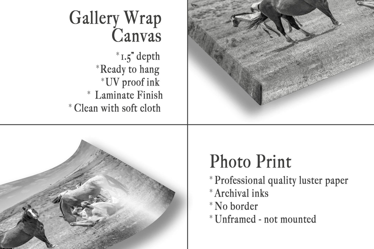 Wyoming Wild Horses Black and White Wall Art Print, Mustang Stallions Playing Photo Canvas, Cowboy Old West Decor for Home or Office - SandyDobbsFineArtPhotography
