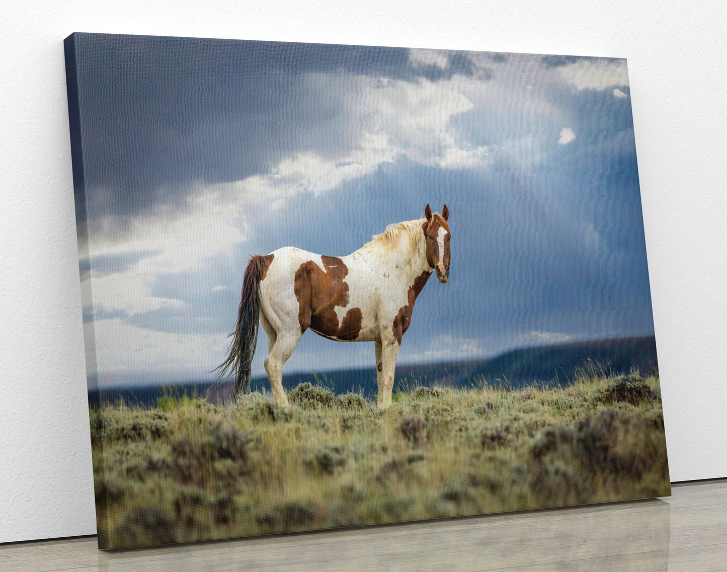 Wild Pinto Stallion Photo, Wyoming Mustang Horses Wall Art Print, Rocky Mountain Large Wildlife Canvas, Cowboy Old West Decor for Home - SandyDobbsFineArtPhotography