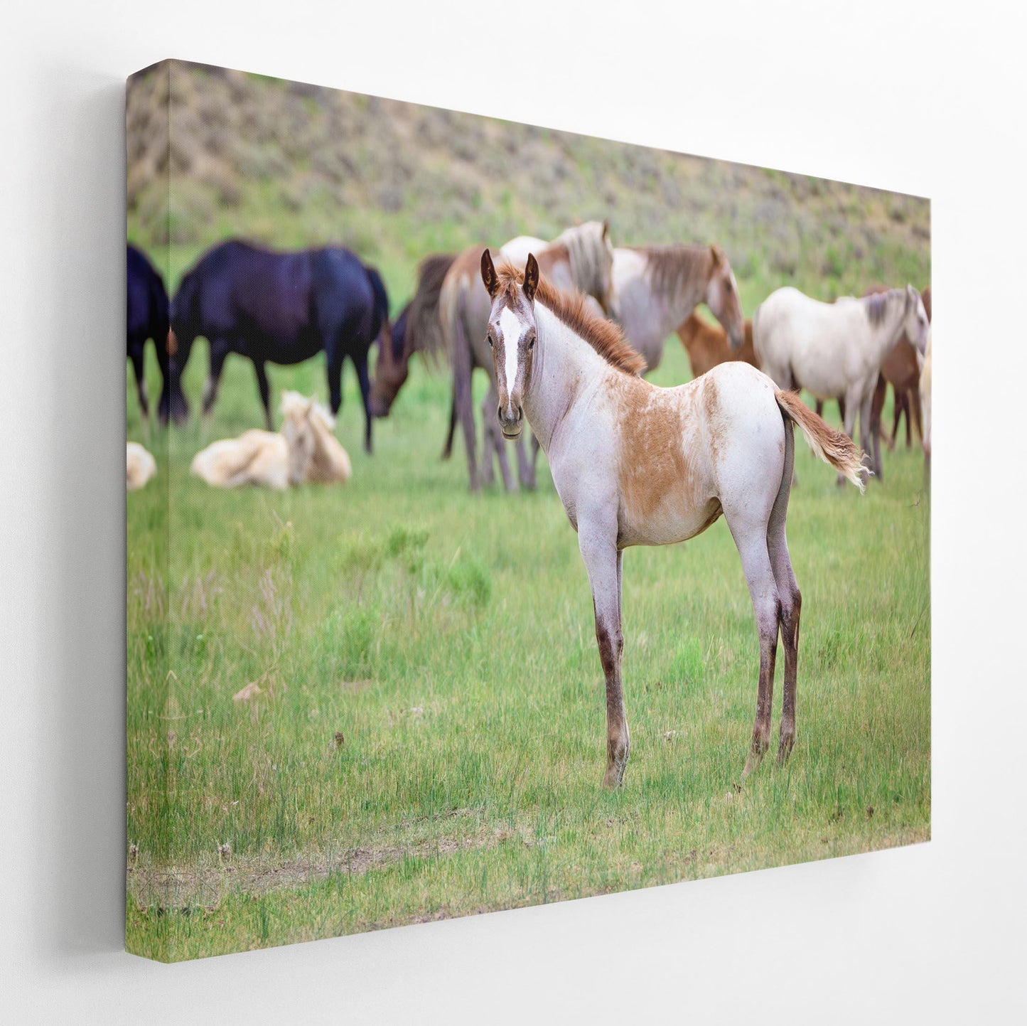 Wild Mustang Colt Photo Canvas, Wyoming Unique Baby Horse Wall Art Print, Rocky Mountain Large Wildlife Canvas, Cowboy Old West Home Decor - SandyDobbsFineArtPhotography