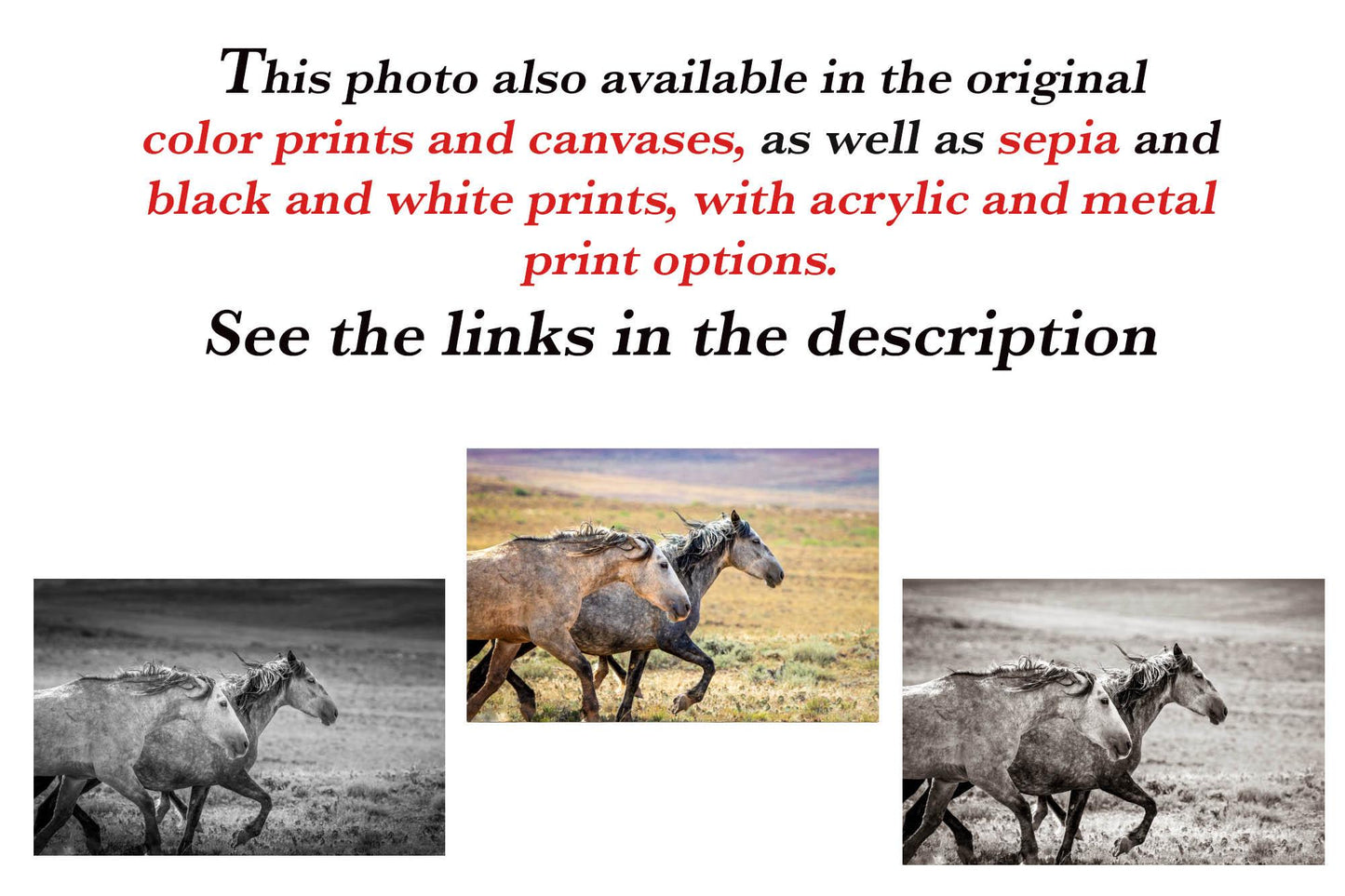 Wild Horses Running Photo, Adobe Town Wyoming Mustang Stallions, Cowboy Old West Decor Wall Art Print, Rocky Mountain Wildlife Canvas - SandyDobbsFineArtPhotography