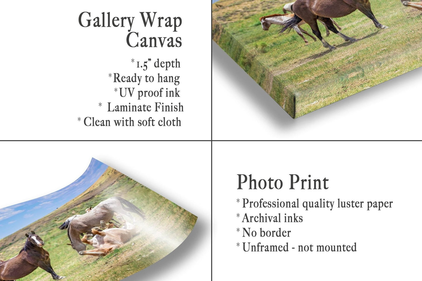 Wyoming Wild Horses Wall Art Print, Wild Mustang Stallions Playing Photo, Wildlife Canvas, Cowboy Old West Rustic Decor for Home - SandyDobbsFineArtPhotography