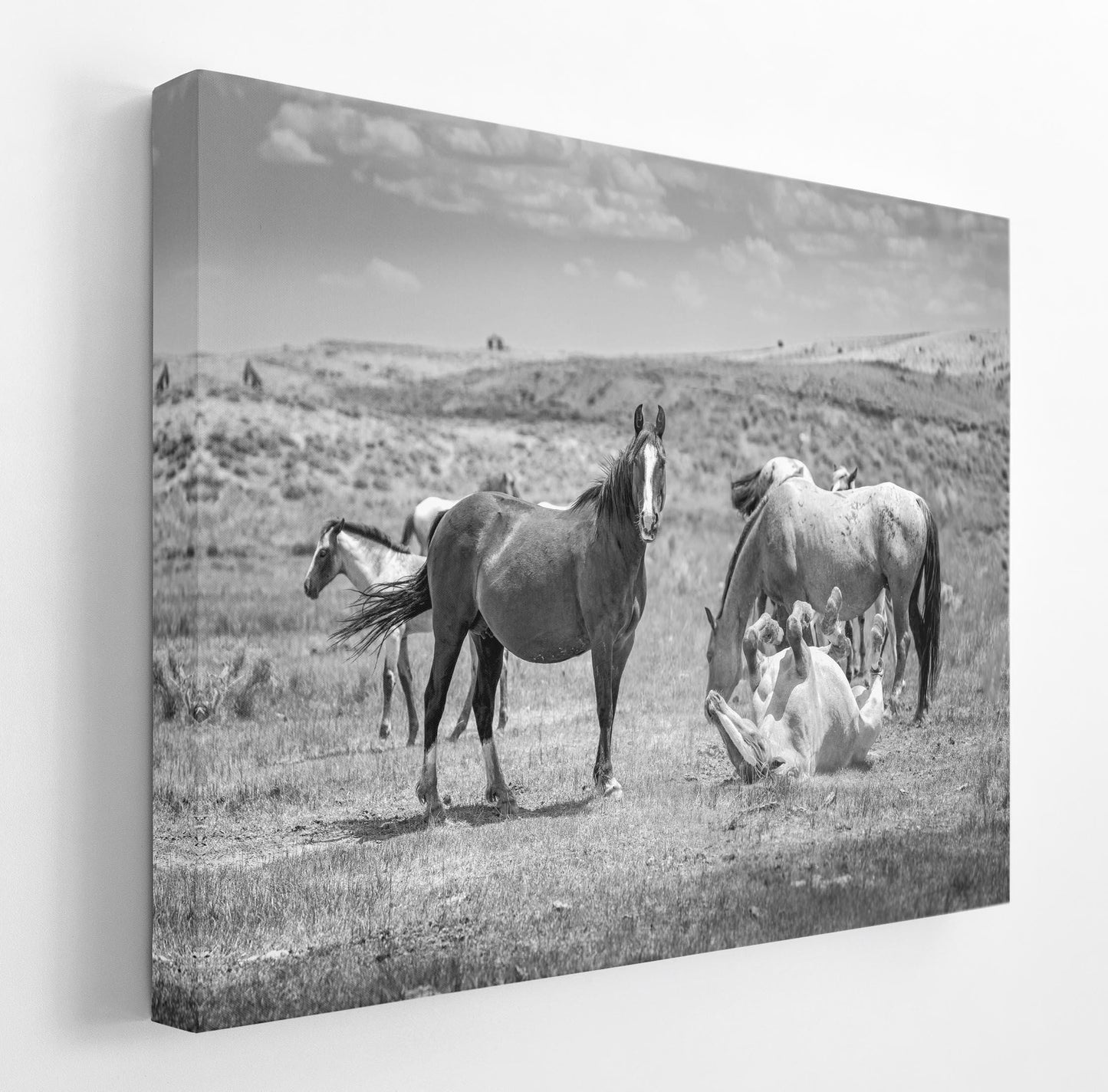 Wyoming Wild Horses Black and White Wall Art Print, Mustang Stallions Playing Photo Canvas, Cowboy Old West Decor for Home or Office - SandyDobbsFineArtPhotography