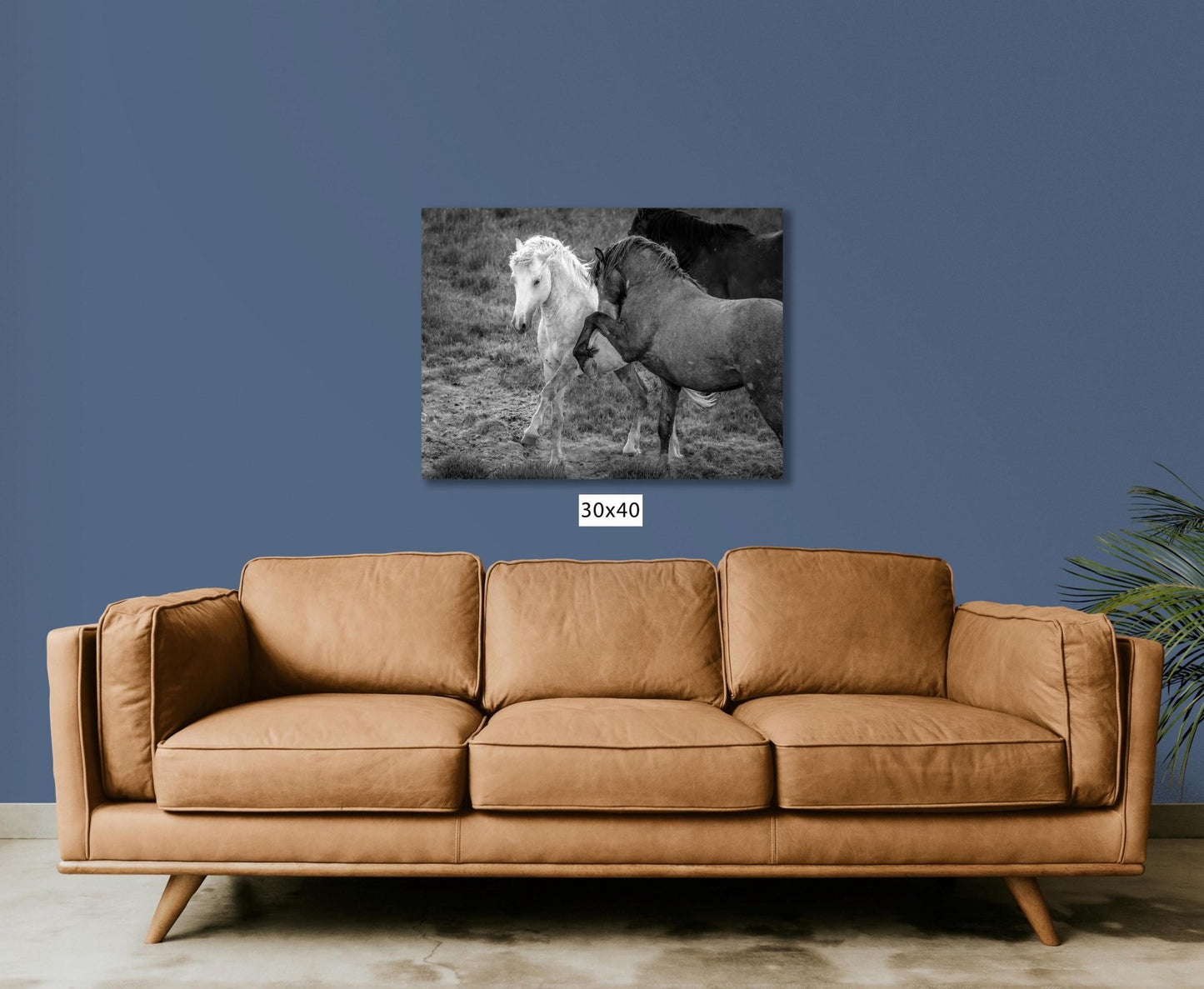 Wild Horses Dancing Black and White Photo, Wyoming Mustang Stallions Wall Art Print, Rocky Mountain Wildlife Canvas, Cowboy Old West Decor - SandyDobbsFineArtPhotography