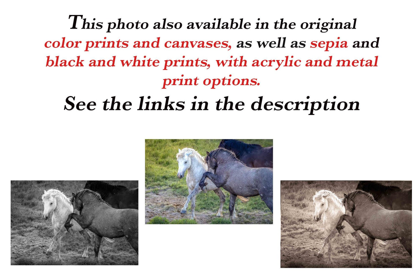 Wild Horses Dancing Black and White Photo, Wyoming Mustang Stallions Wall Art Print, Rocky Mountain Wildlife Canvas, Cowboy Old West Decor - SandyDobbsFineArtPhotography
