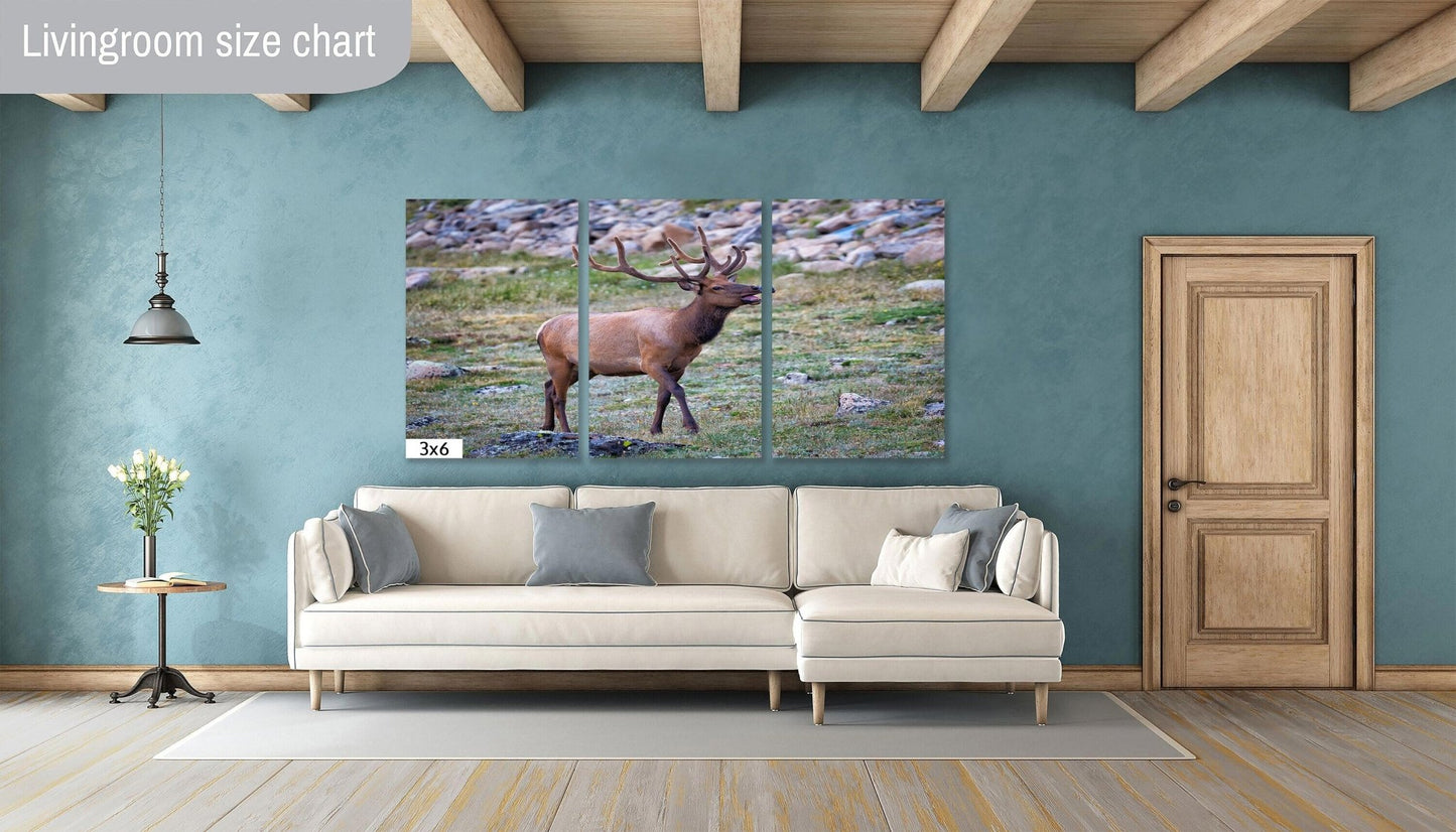 Canvas Wall Art Prints - Bull Elk Bugling on Tundra, Rocky Mountain National Park - Wall Decor Ideal for Home, Living Room, Bedroom and Office - SandyDobbsFineArtPhotography