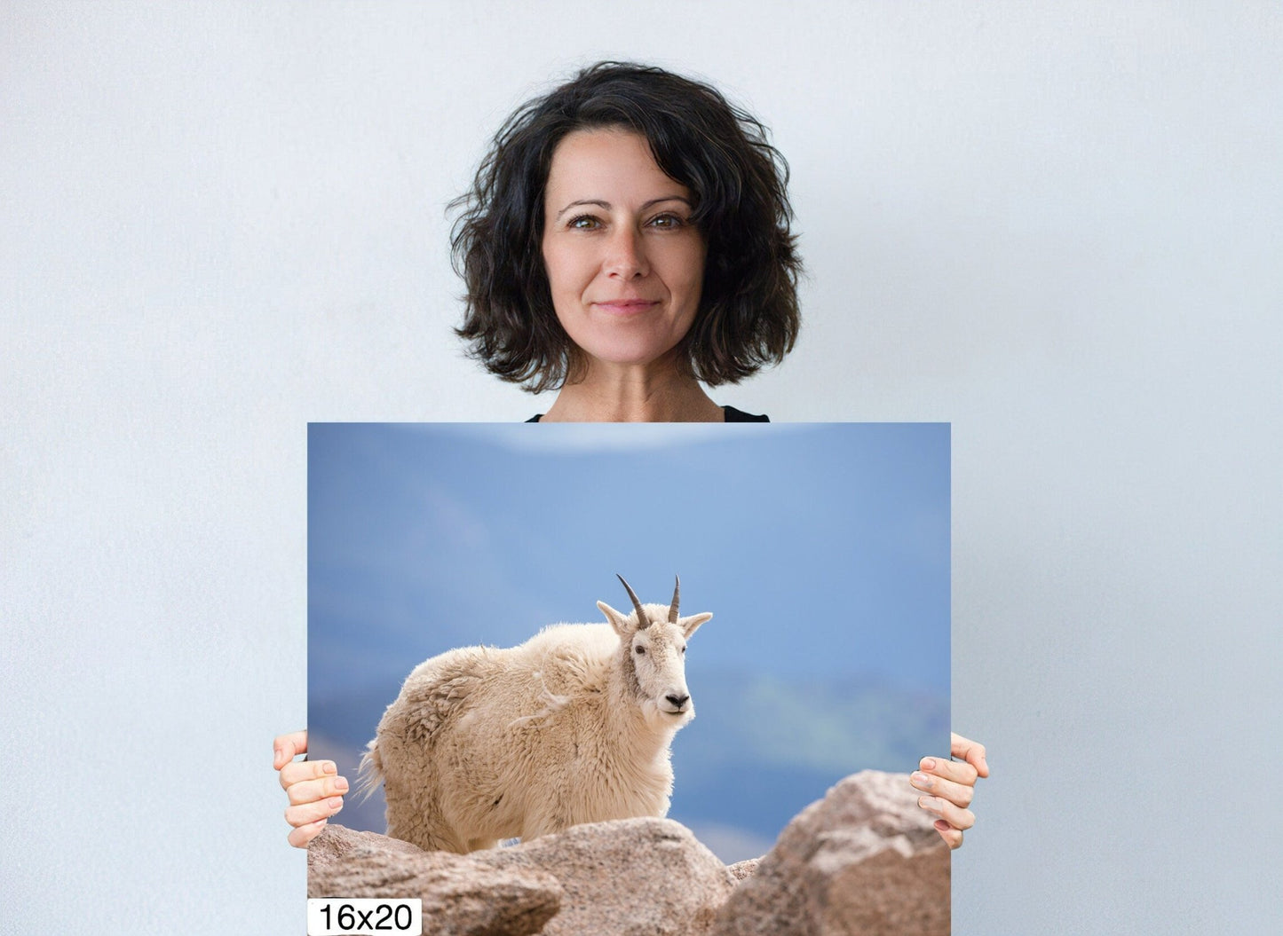 Mountain Goat on Mount Evans Colorado Print, Canvas Wall Art Prints, Colorado Wildlife Photography, Wall Decor for Home or Office - SandyDobbsFineArtPhotography
