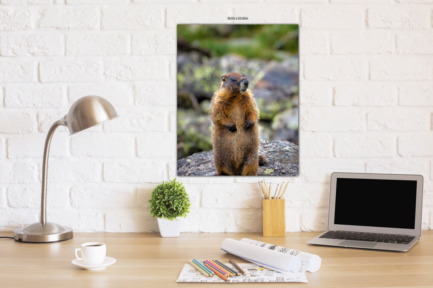 Marmot Standing Upright, Rocky Mountain National Park Wildlife, Mountain Wildlife, Canvas Wall Art Prints, Whistle Pig, Groundhog - SandyDobbsFineArtPhotography