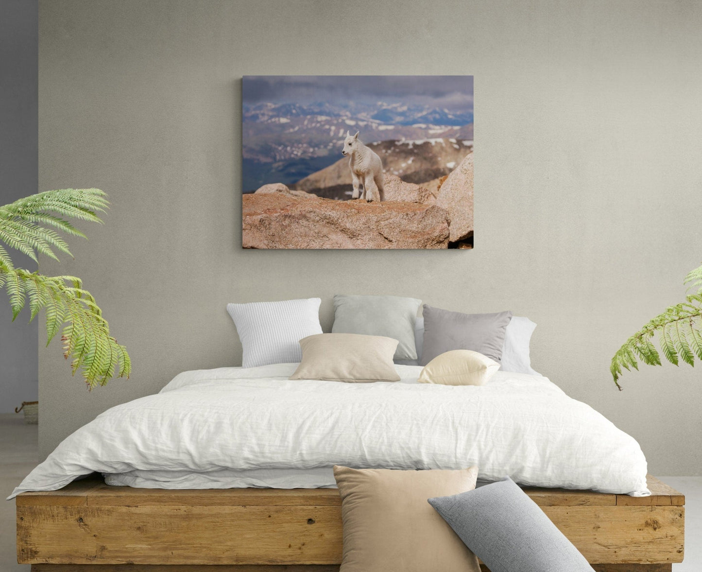 Mountain Goat Kid on Mountain Top,Mount Evans Colorado Wildlife, Canvas Wall Art Prints, Wall Decor for Home,Living Room,Bedroom, and Office - SandyDobbsFineArtPhotography