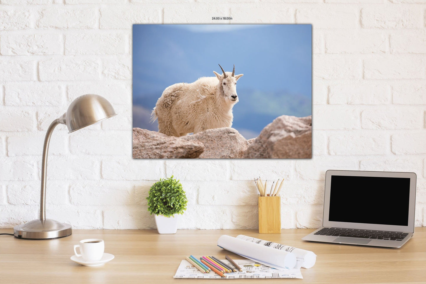 Mountain Goat on Mount Evans Colorado Print, Canvas Wall Art Prints, Colorado Wildlife Photography, Wall Decor for Home or Office - SandyDobbsFineArtPhotography