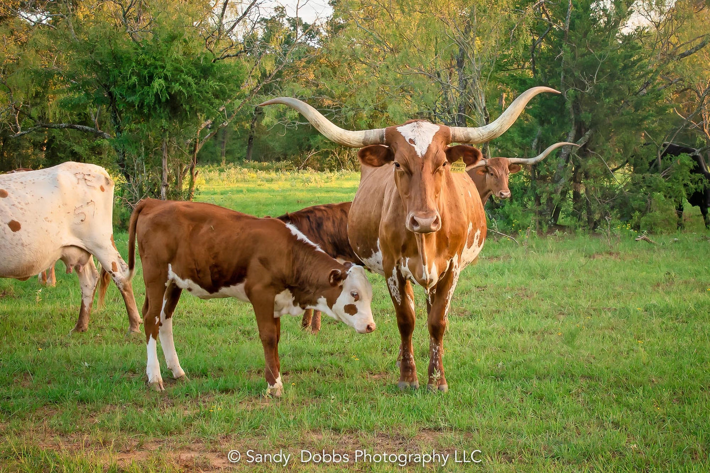 Texas Longhorn Cow Calf Print, Canvas Wall Art Prints, Cow Wall Art, Western Decor, Rustic Wall Decor for Home and Office - SandyDobbsFineArtPhotography