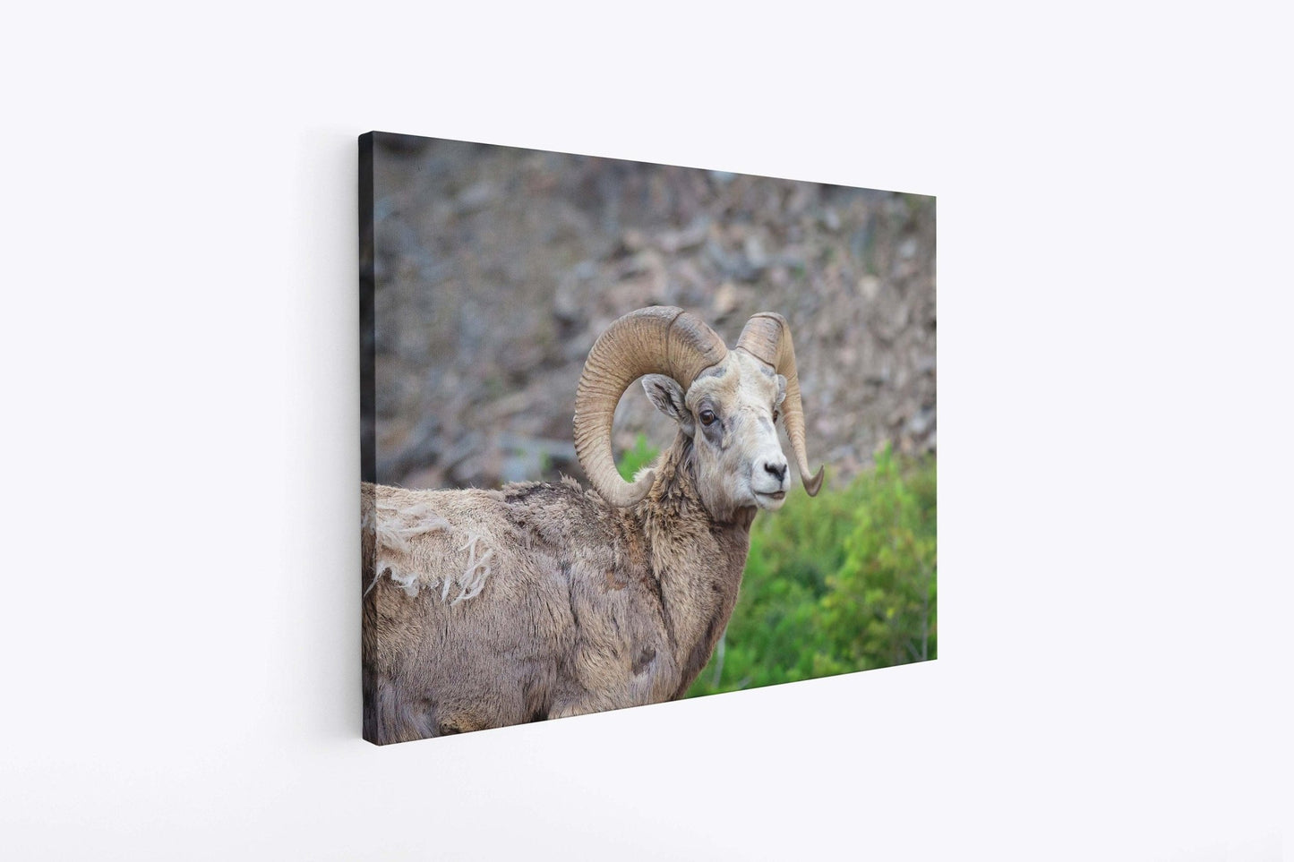 Big Horn Ram Wildlife Wall Canvas, Rocky Mountain Sheep Photography, Banff National Park Art Prints, Decor for Home ,Living Room, Bedroom - SandyDobbsFineArtPhotography