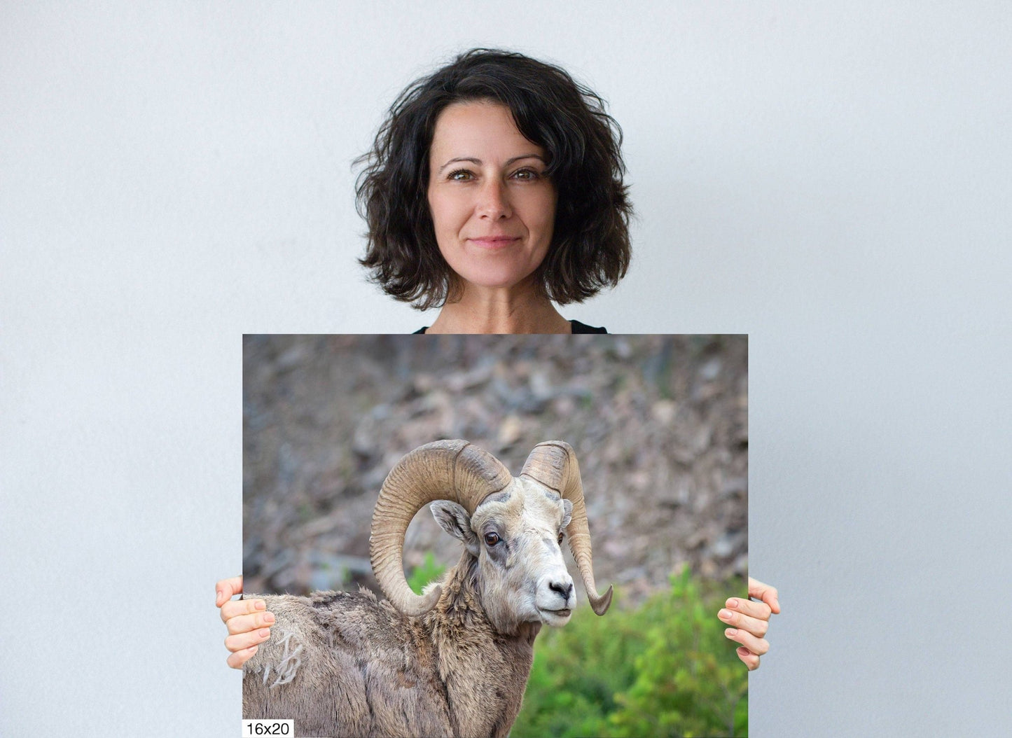 Big Horn Ram Wildlife Wall Canvas, Rocky Mountain Sheep Photography, Banff National Park Art Prints, Decor for Home ,Living Room, Bedroom - SandyDobbsFineArtPhotography