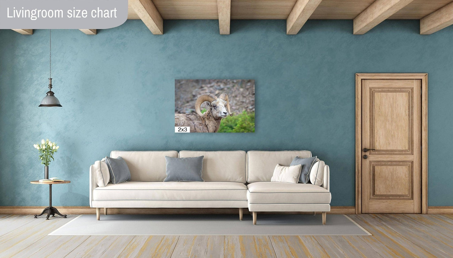 Big Horn Ram Wildlife Wall Canvas, Rocky Mountain Sheep Photography, Banff National Park Art Prints, Decor for Home ,Living Room, Bedroom - SandyDobbsFineArtPhotography