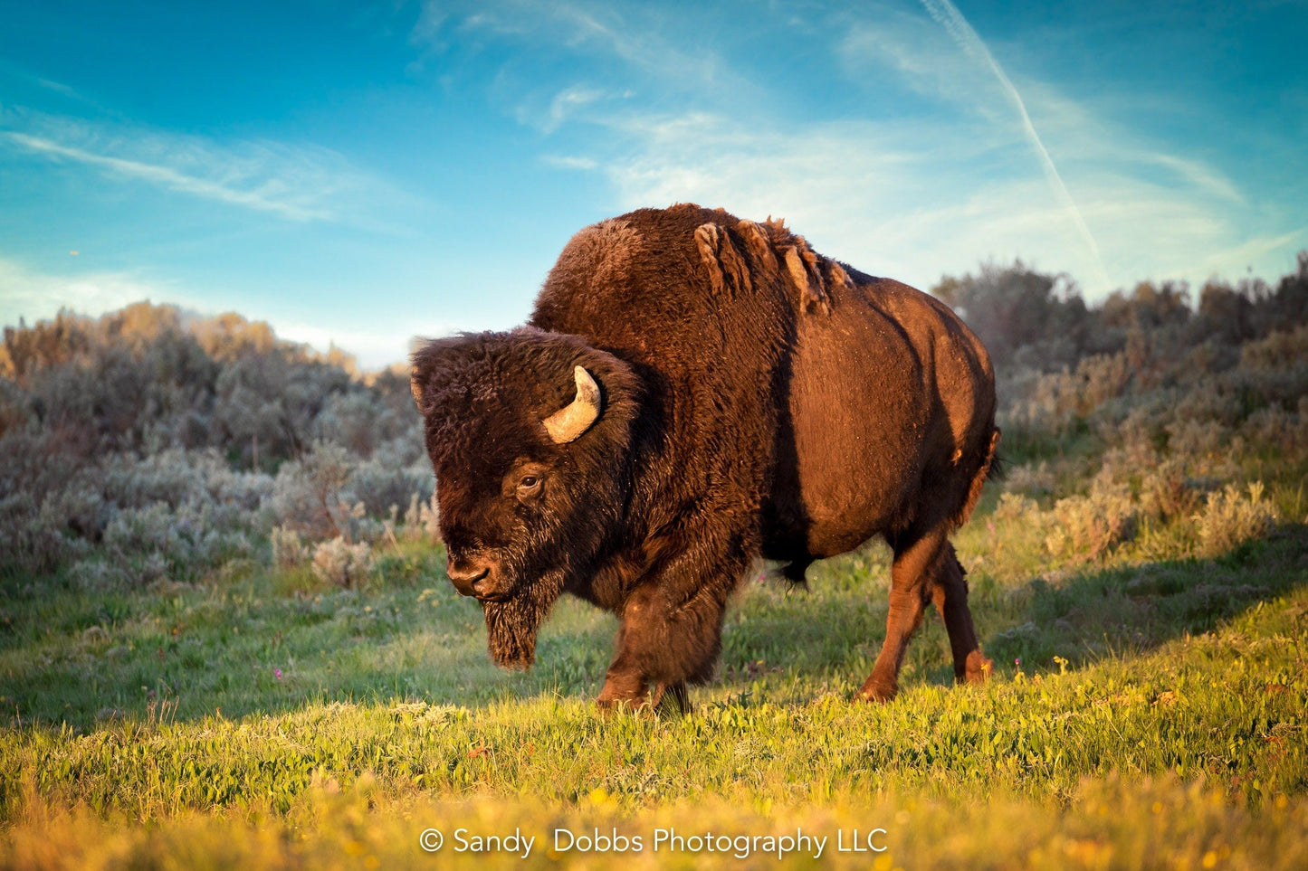 Buffalo Canvas Print, Bison Photograph, Yellowstone National Park Wildlife Photography, Wildlife Wall Art Decor, by Original Photographer - SandyDobbsFineArtPhotography