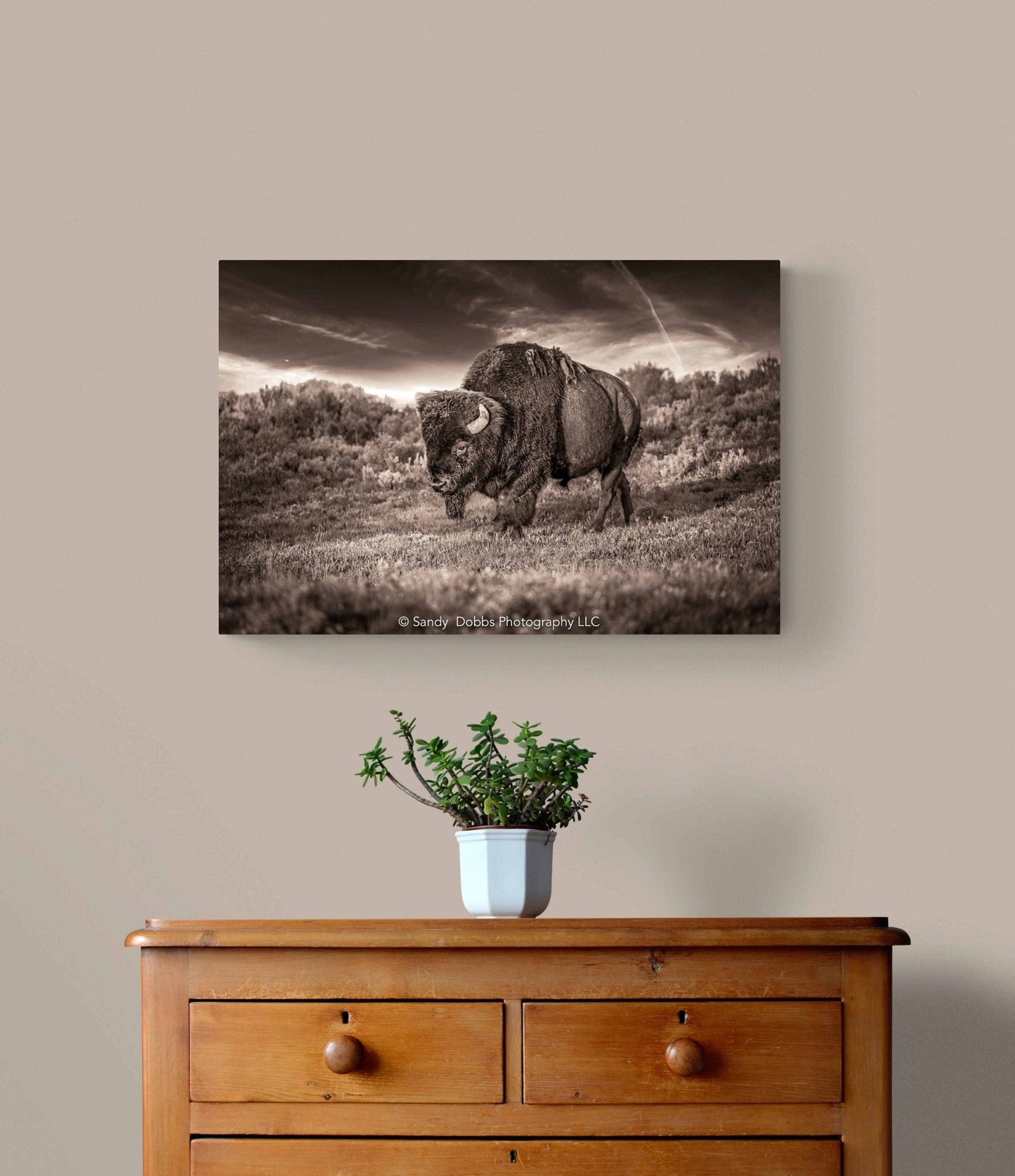 Bison Art Canvas Sepia Print, Buffalo Canvas Photograph, Yellowstone National Park Wildlife, Wildlife Wall Art Decor, Home, Living, Office - SandyDobbsFineArtPhotography