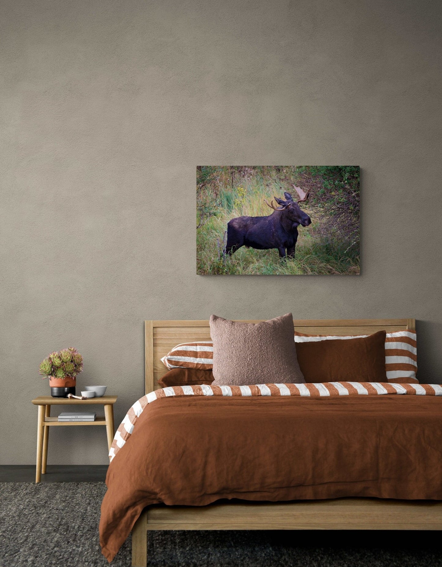 Bull Moose, Rocky Mountain National Park, Moose Canvas Art, Wildlife Wall Photography, Colorado Canvas Wall Art, Fine Art Animal Prints - SandyDobbsFineArtPhotography